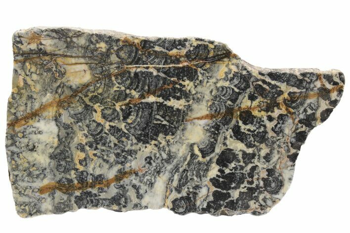 Proterozoic Columnar Stromatolite (Asperia) Slab - Australia #221478